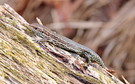 Viviparous Lizard (Zootoca vivipara)